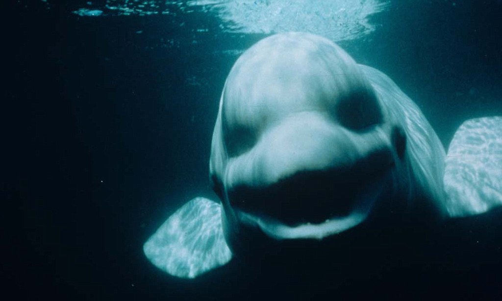 Beluga Whale Mimics Human Speech Chrissie Daines Author And Illustrator
